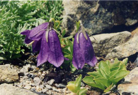 Campanula pulla